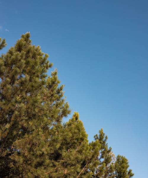 垂直拍摄, 松属松, 松树 的 免费素材图片