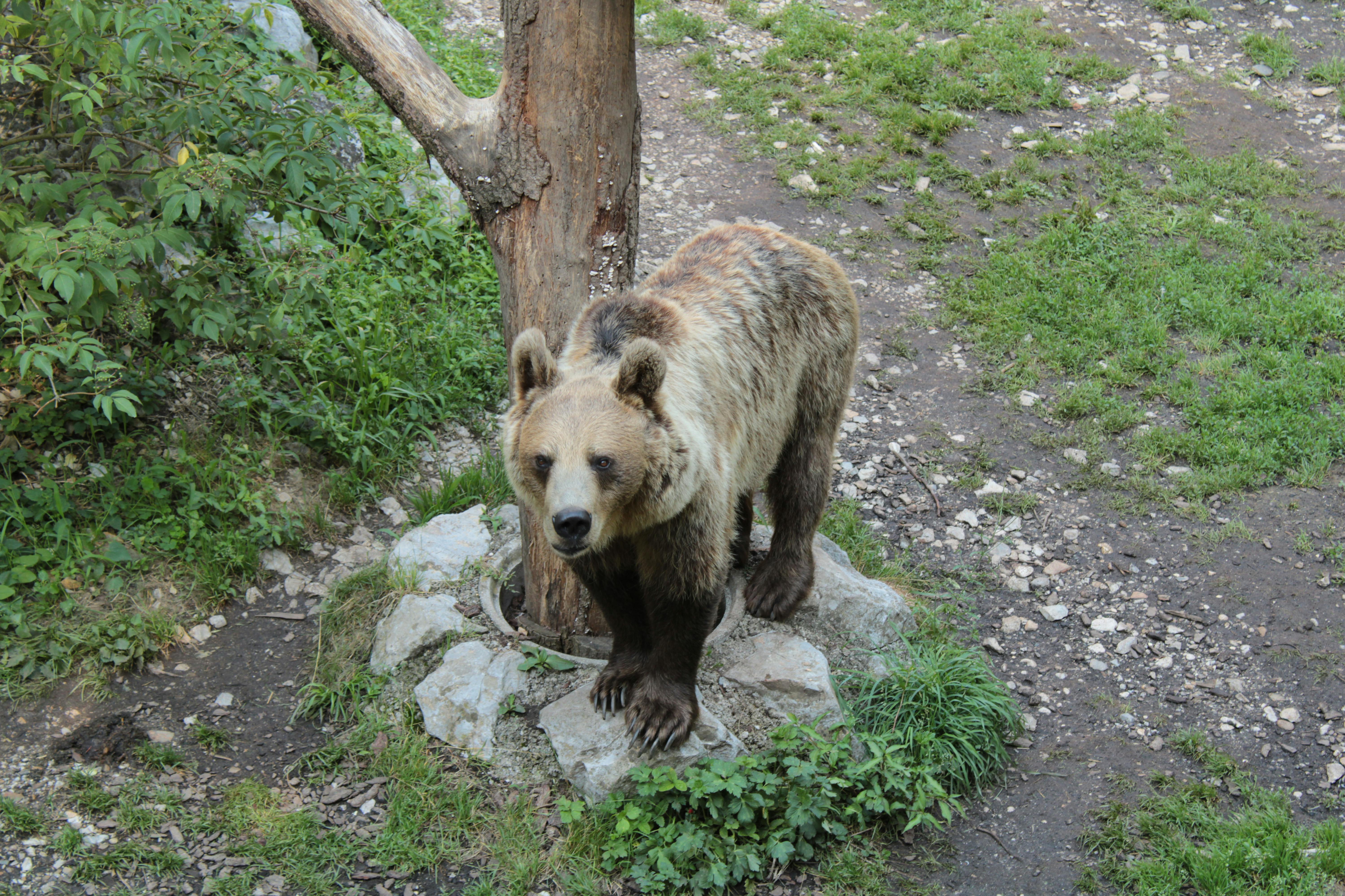 A European brown bear stands near a tree in a natural setting in Slovenia.