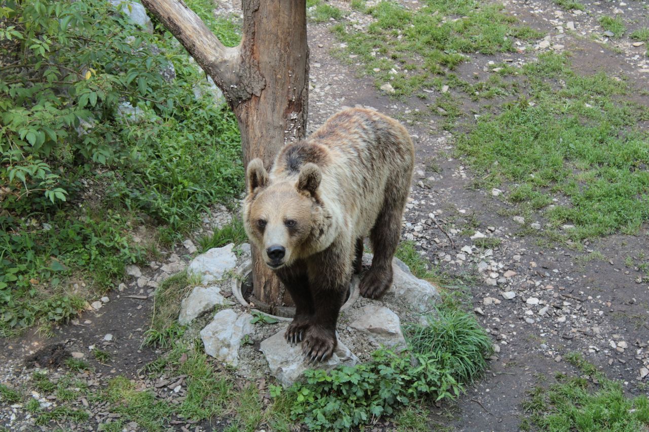 a european brown bear stands near a tree in a natural setting in slove