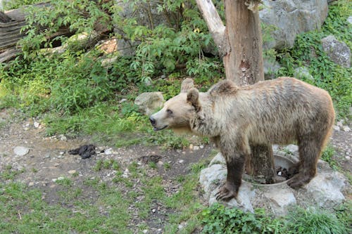 Free Photograph of a Brown Bear Near a Tree Stock Photo