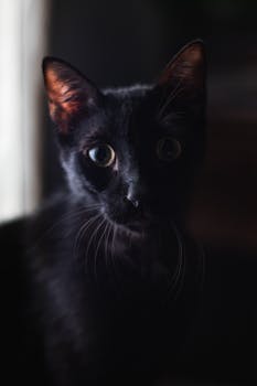 Intimate close-up of a black cat with captivating eyes and a dark, moody backdrop.