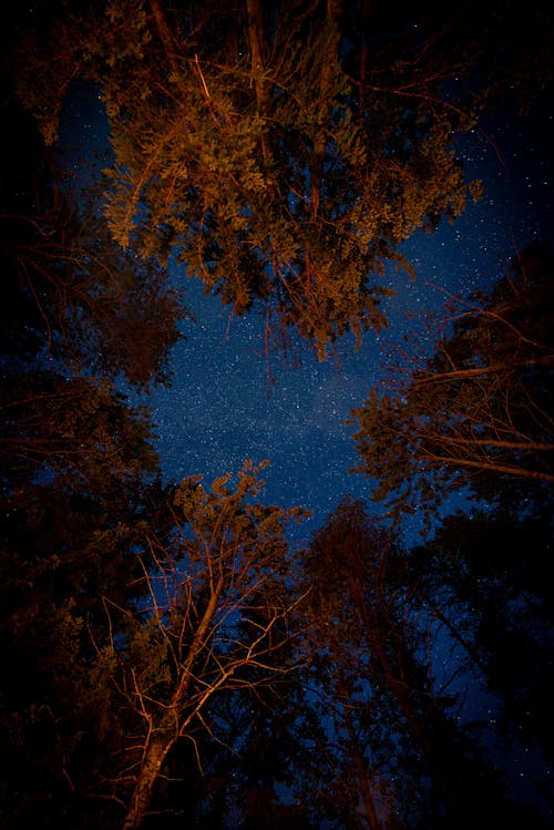 Immagine gratuita di alberi marroni, cielo stellato, ore notturne