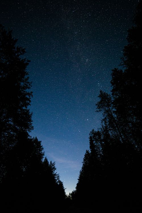 Free A dramatic starry night sky above a silhouette of trees in a peaceful forest setting. Stock Photo