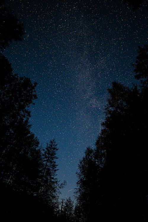 Fotos de stock gratuitas de arboles, cielo nocturno, constelaciones