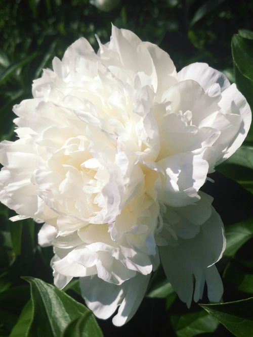 Free A vibrant white peony flower in full bloom, captured in bright sunlight with lush green leaves. Stock Photo