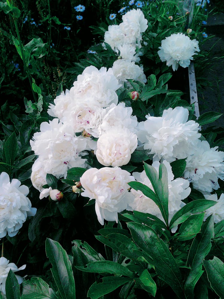 White Peonies Growing In Garden