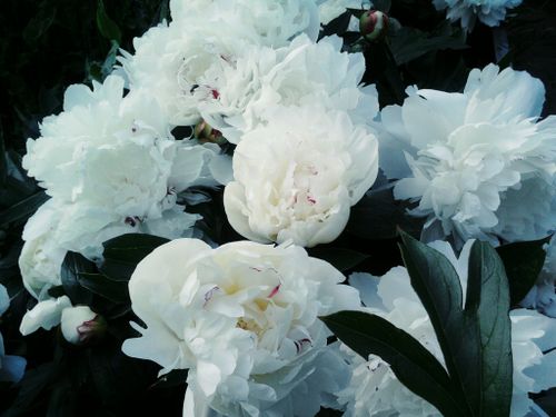 Free Beautiful close-up of blooming white Chinese peonies with lush green leaves, perfect for nature lovers. Stock Photo