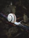 White Snail Crawling on Brown Tree Branch