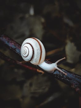 Detailed macro shot capturing a white snail with a spiral shell on a tree branch.