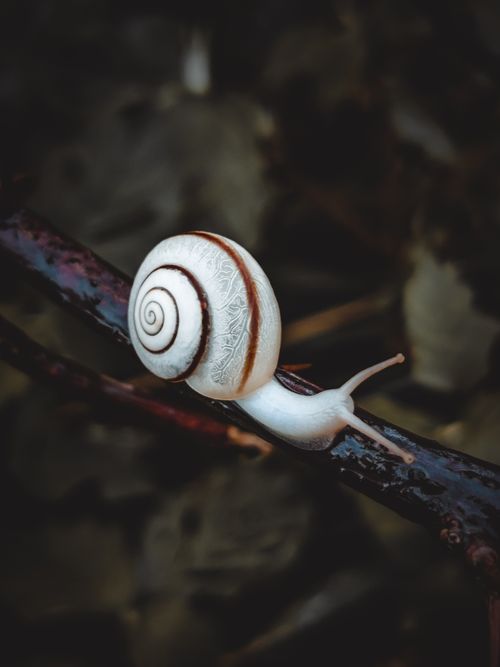 Free Detailed macro shot capturing a white snail with a spiral shell on a tree branch. Stock Photo
