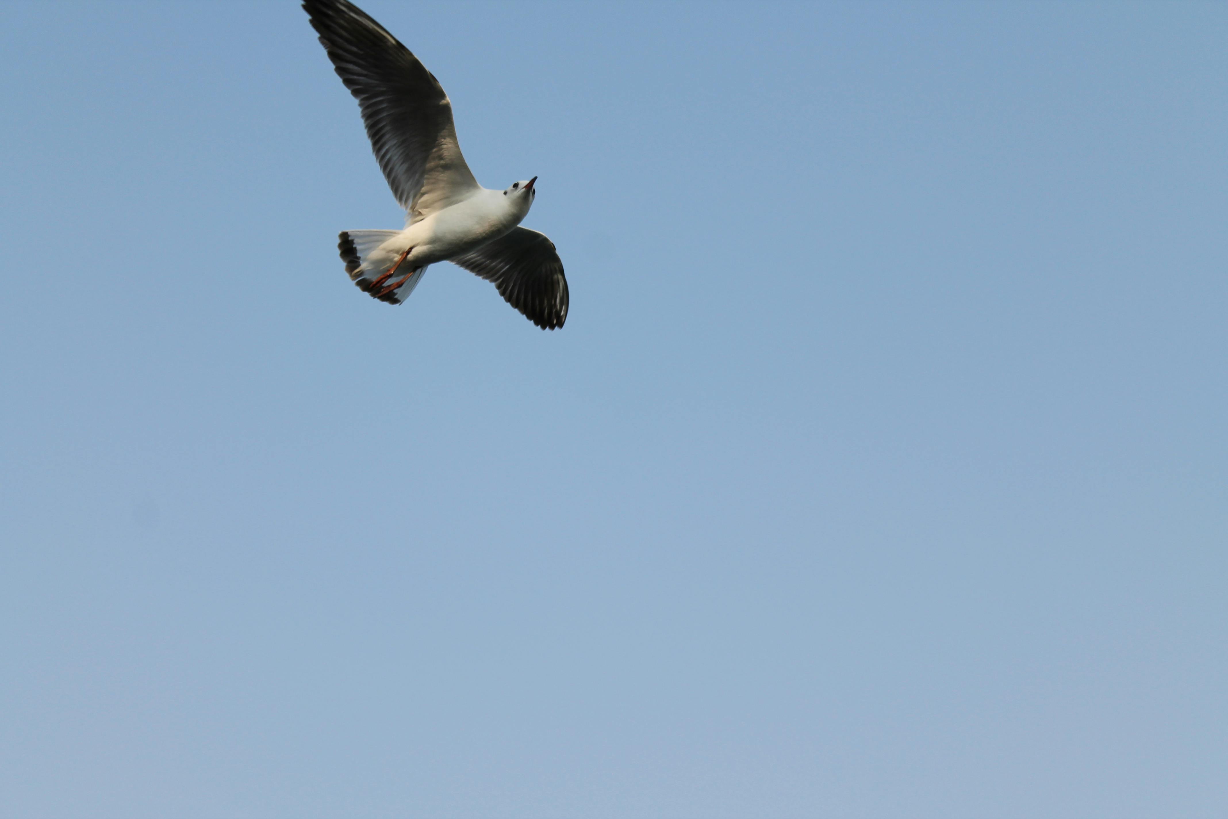 Free stock photo of bird, blue skies, flying