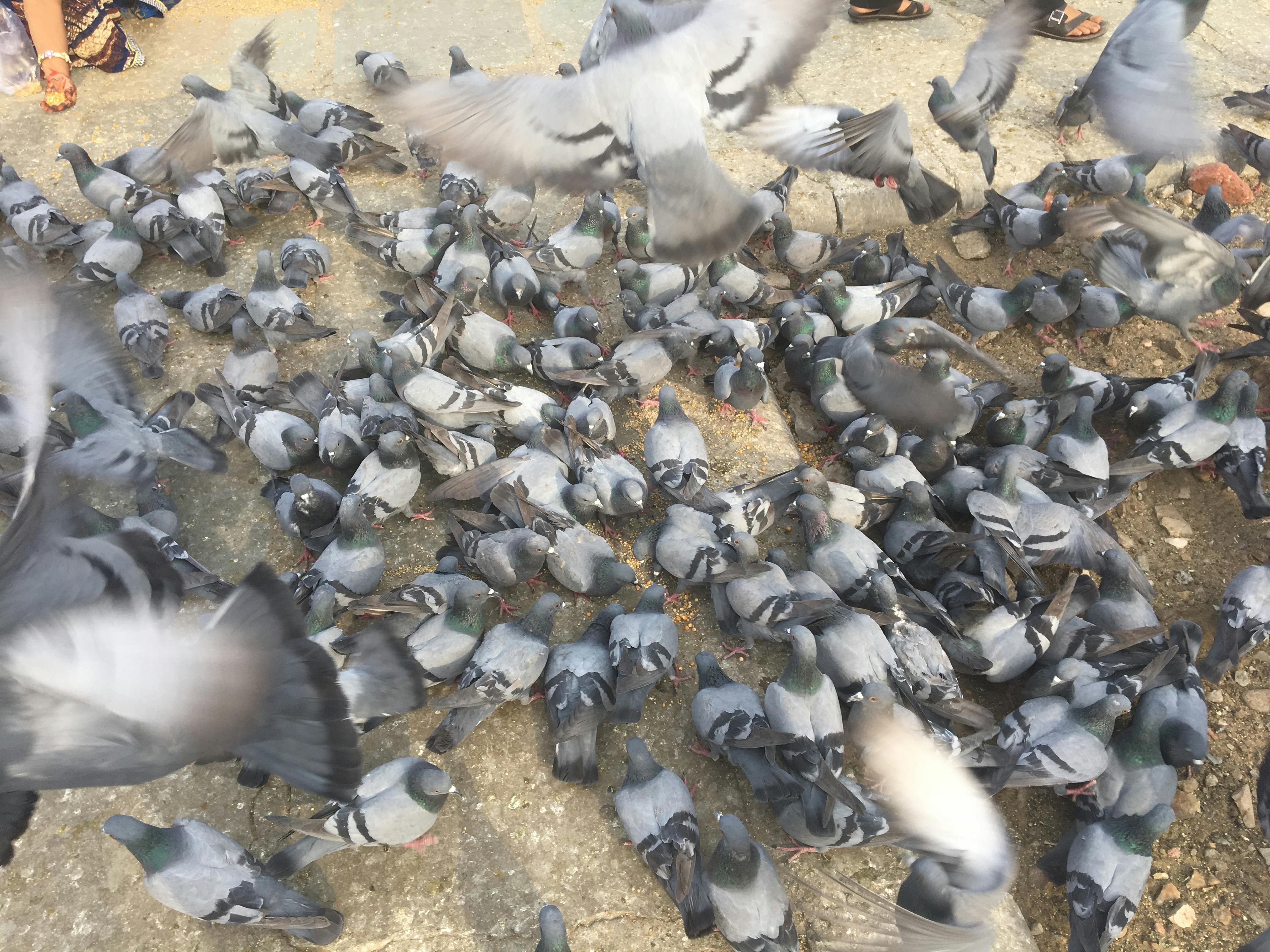 Foto Stok Gratis Tentang Burung Dara Kawanan Burung Merpati