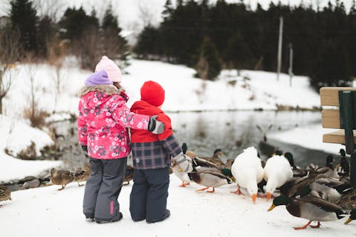 Free Two Children in Winter Coats Standing Together and Feeding Geese and Ducks Beside River in the Winter Stock Photo
