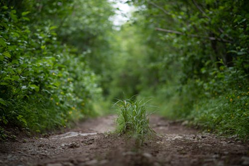 Gratis Fotos de stock gratuitas de bosque, camino de tierra, camino sin asfaltar Foto de stock
