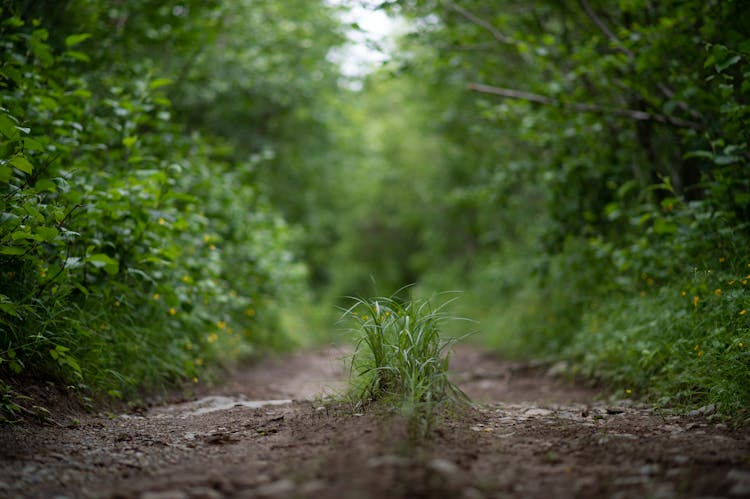 Patch Of Grass Growing In Middle Of Dirt Road In Forest