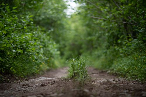 Free Dirt path through dense green forest surrounded by lush vegetation. Stock Photo