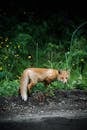 Brown Fox on Gray Soil