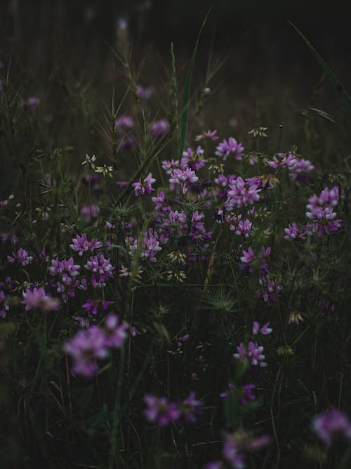 Kostenloses Stock Foto zu blumenphotographie, gras, kronenwicke