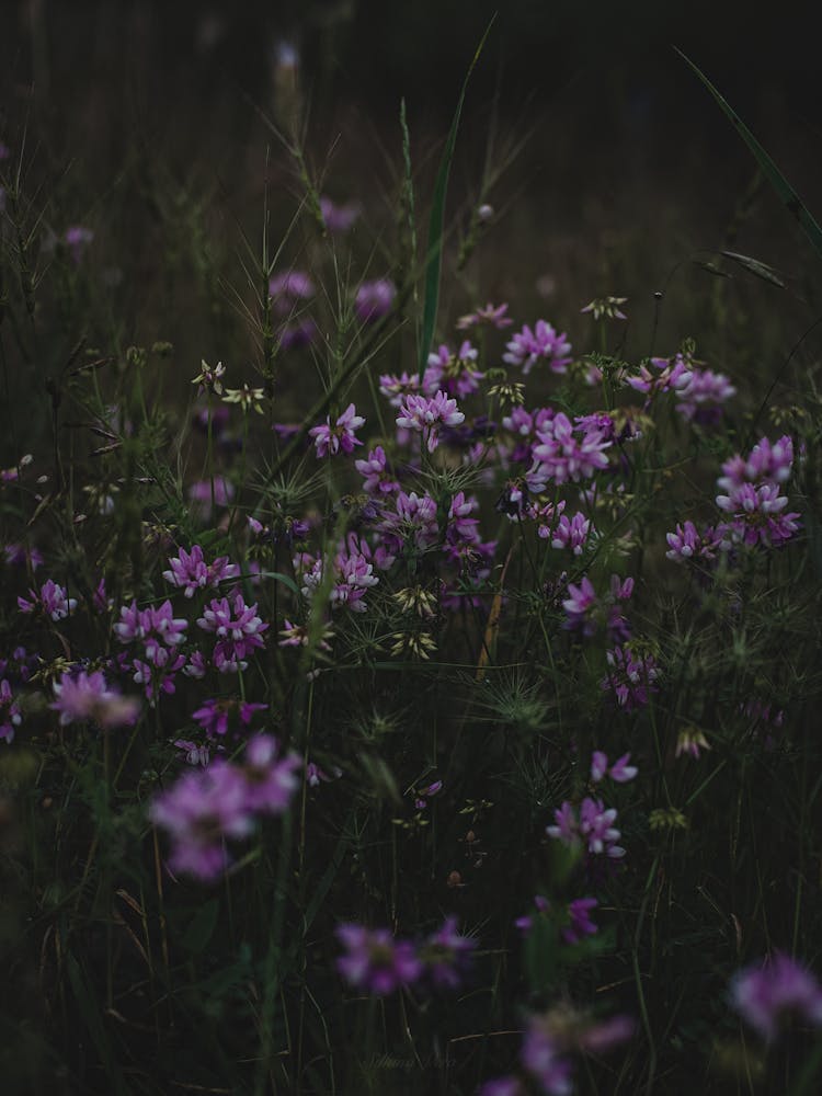 Purple Crownvetch Flowers On Green Grass 