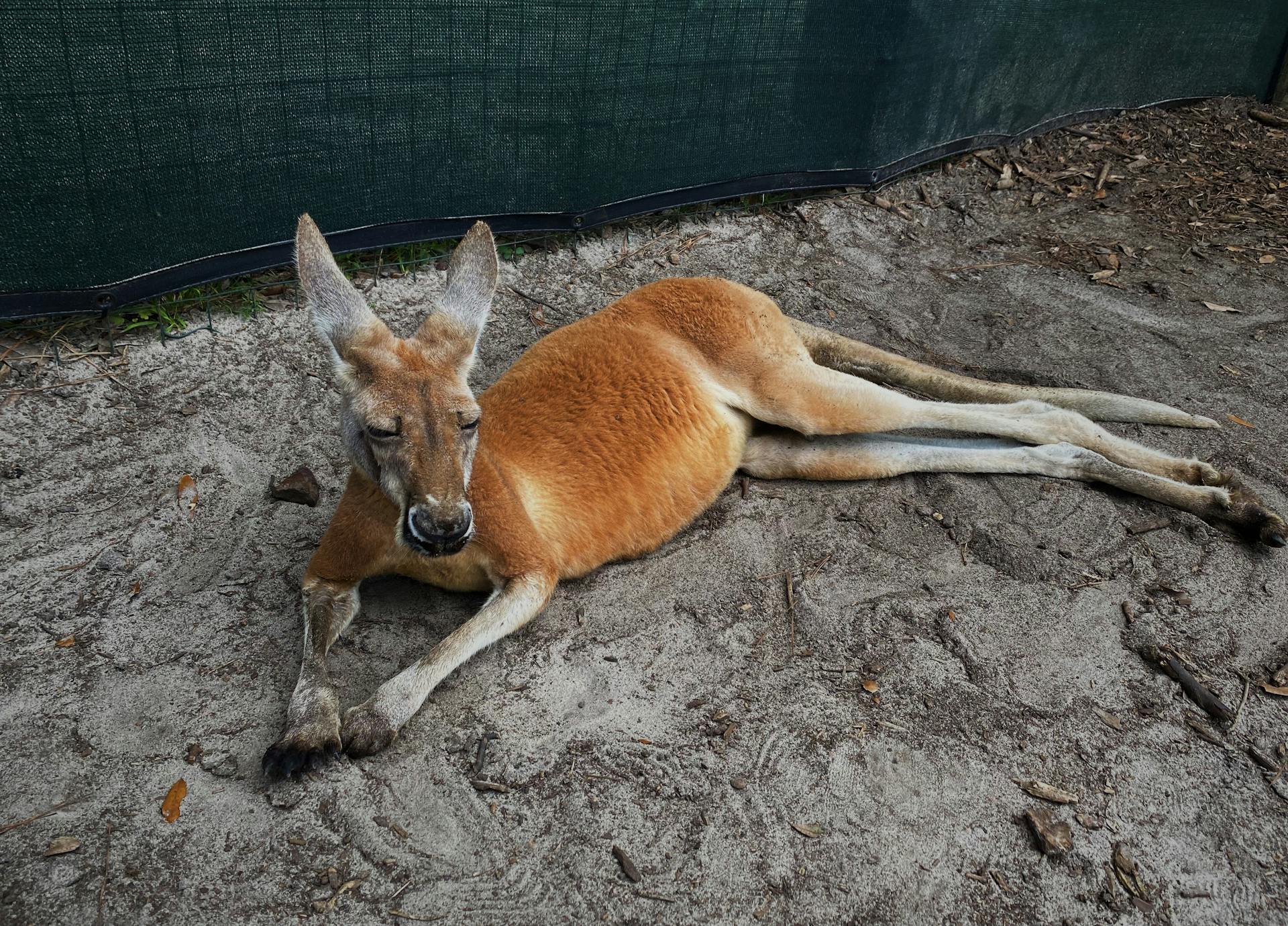 Brown Kangaroo Lying on Ground