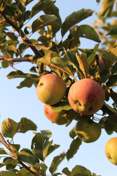 Unripe Apples Hanging on Tree Branch 