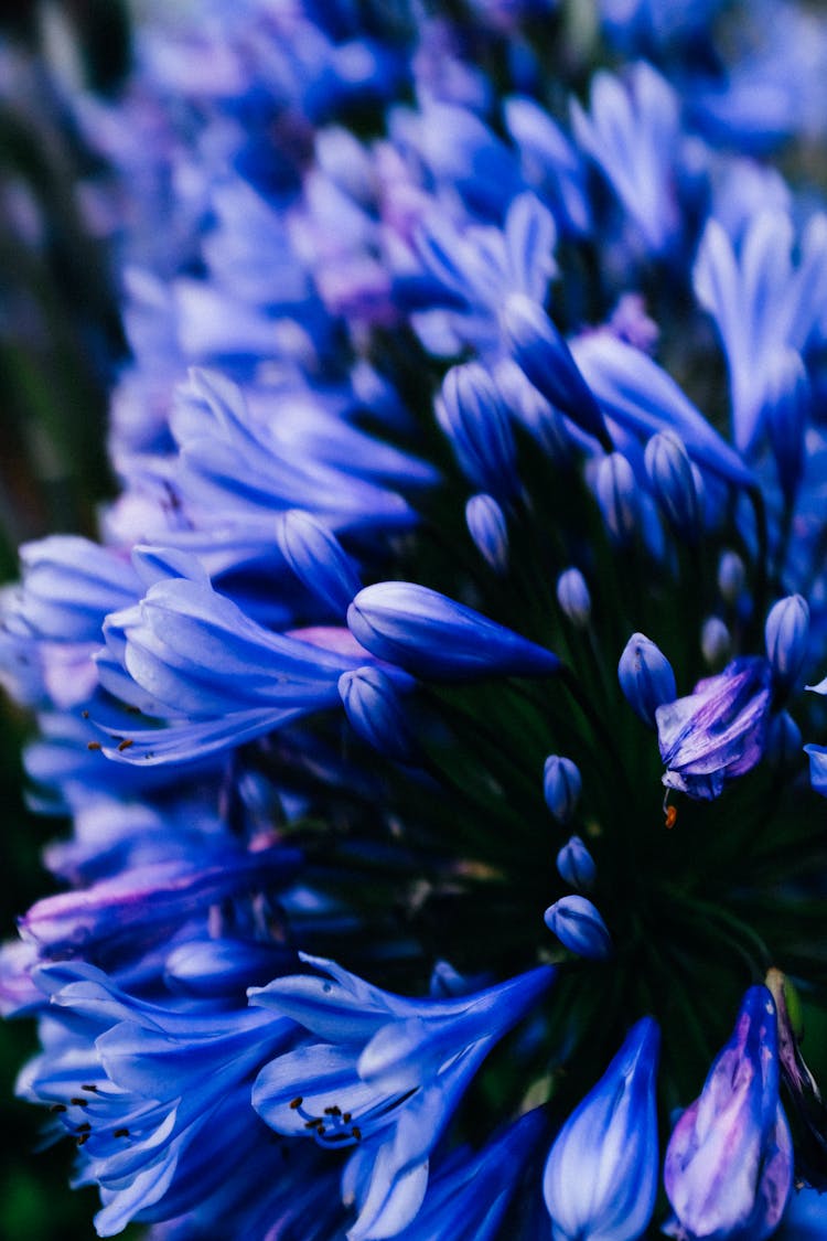 Close-up Of African Blue Lily