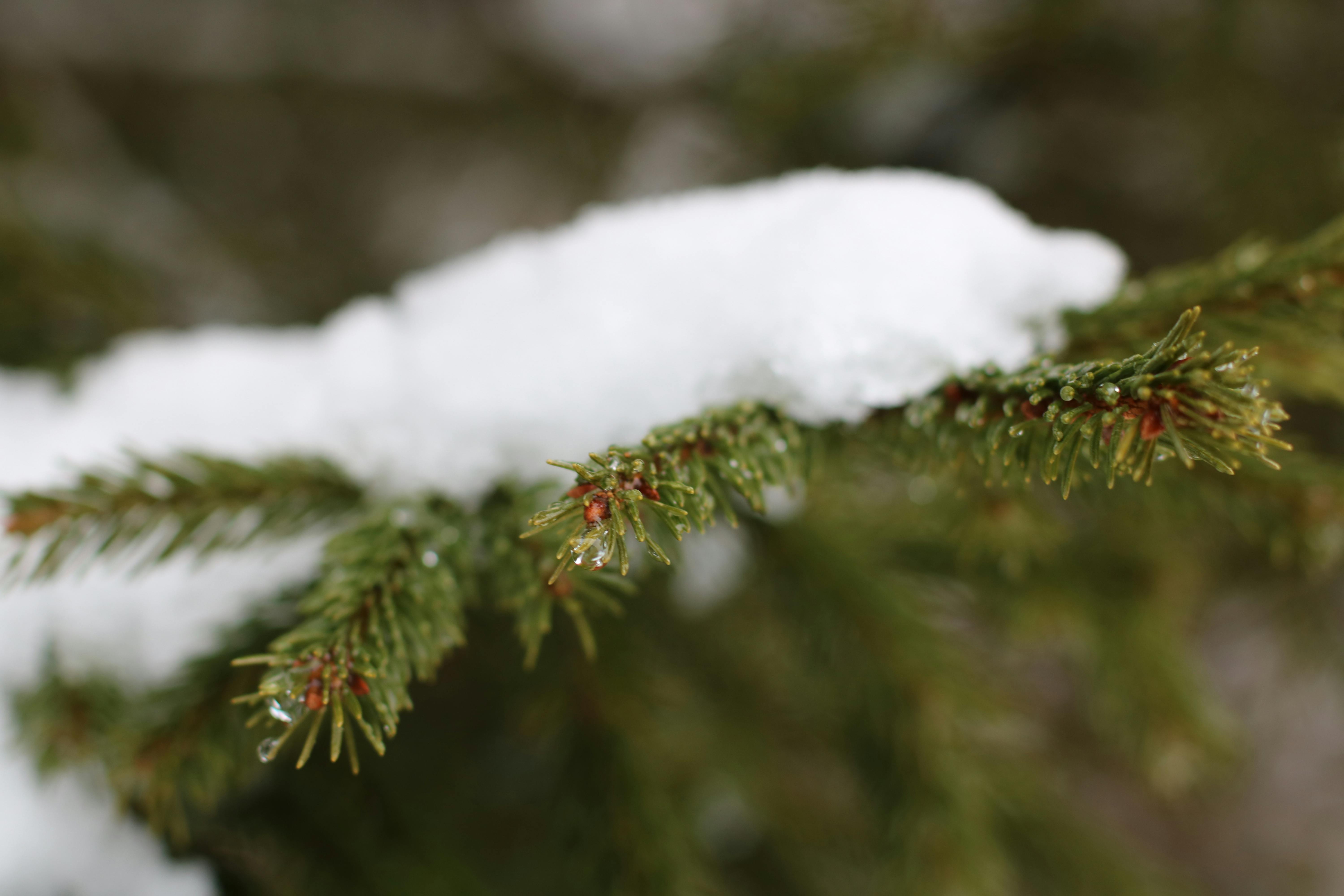 Free Stock Photo Of Blur Blurry Close