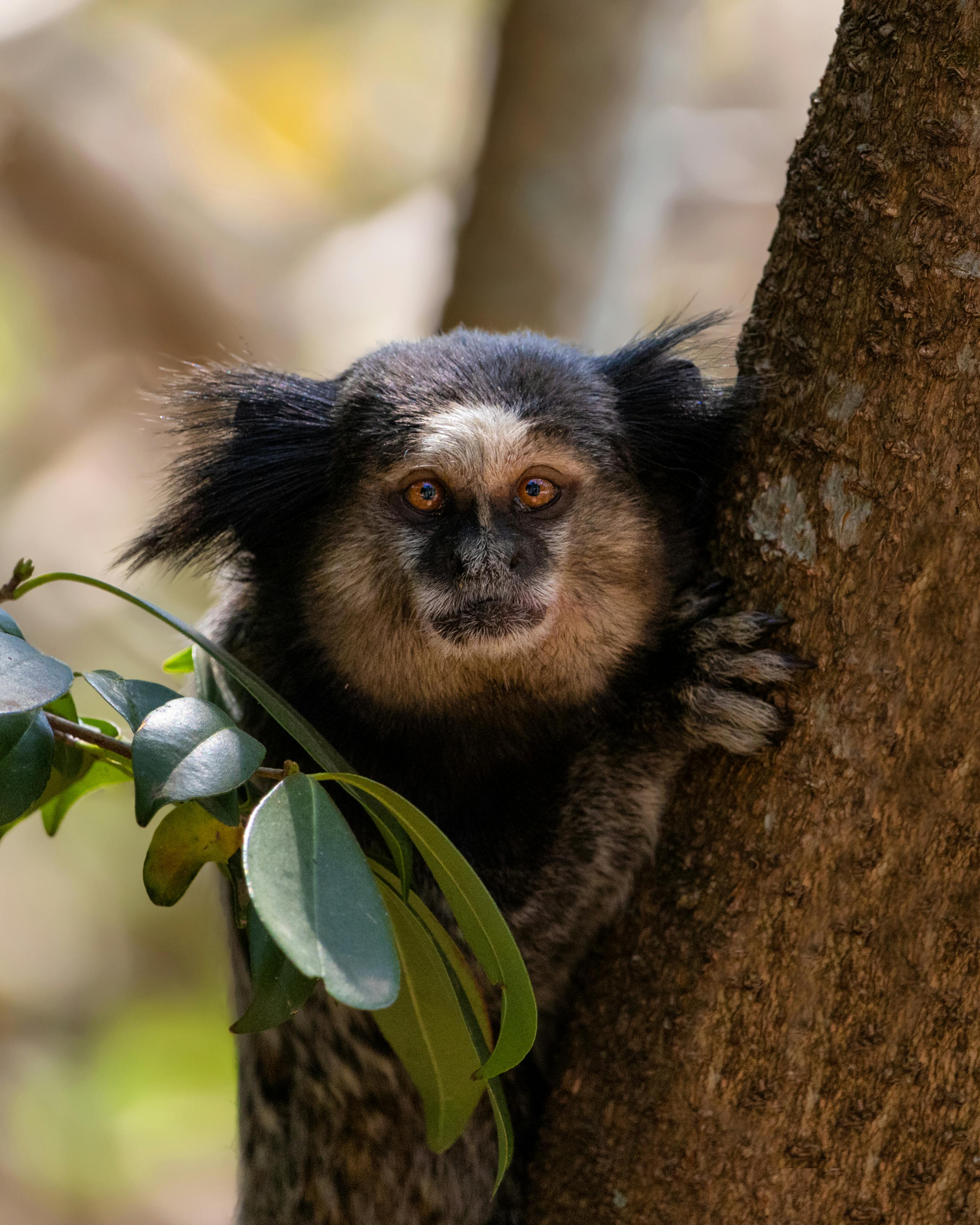 Fotografia Com Foco Seletivo De Macaco Branco E Preto · Foto profissional  gratuita