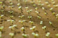 White and Green Flower Petals on Brown Soil