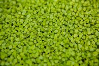 Green Leaves in Close Up Photography