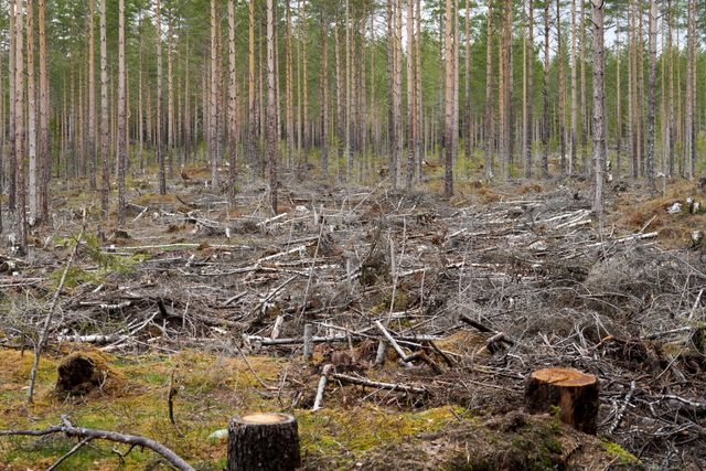 Troncs coupés et souches dans une clairière après un abattage d'arbres