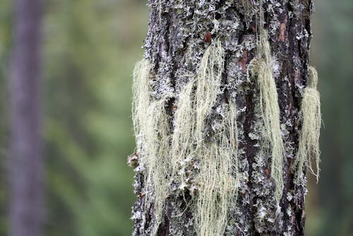 Fotos de stock gratuitas de árbol, baúl, colgando