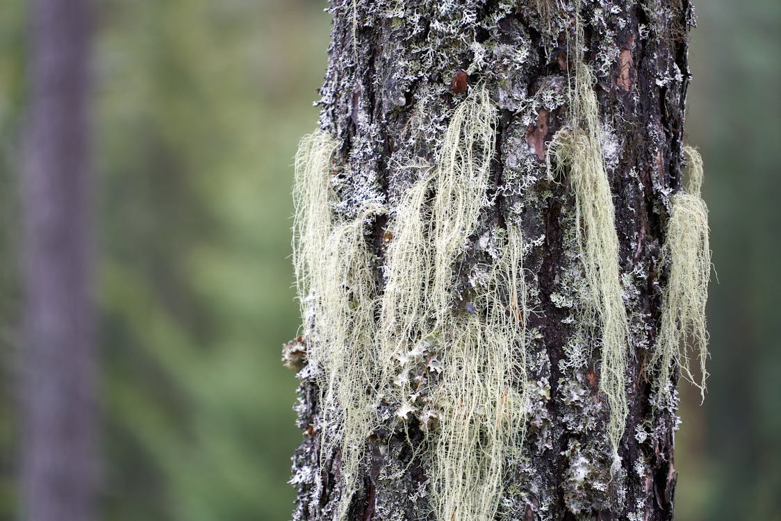 Free Moss Hanging off of Tree Bark Stock Photo