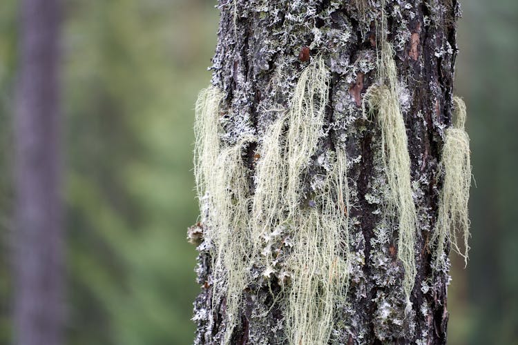 Moss Hanging Off Of Tree Bark