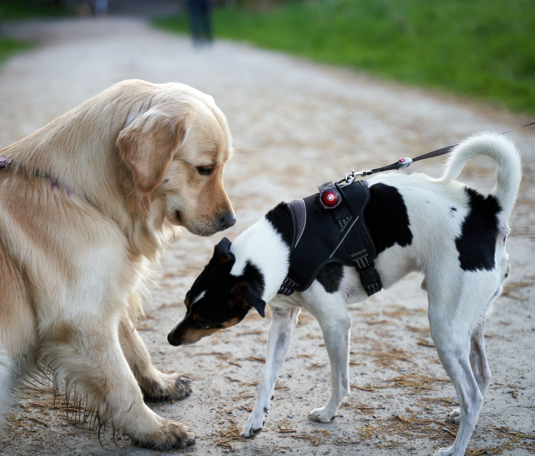 Golden Retriever and Terrier meeting on a path outside, showcasing dog interaction.