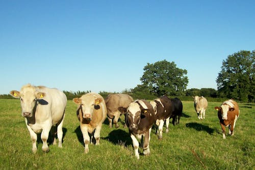 Imagine de stoc gratuită din animale domestice, bovine, tauri