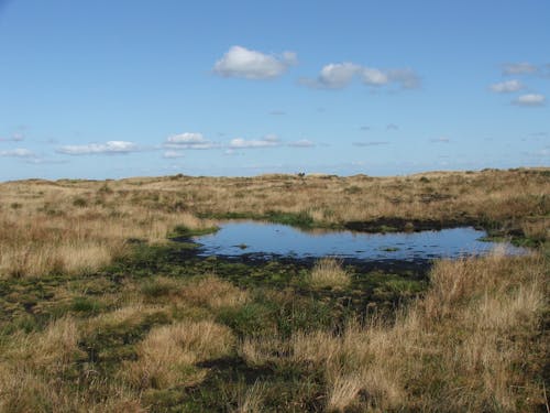 Gratis stockfoto met blikveld, heide, heidevelden