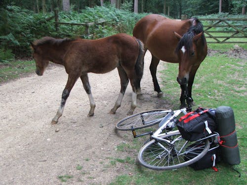 Gratis stockfoto met fiets, merrie en veulen, ontdekken