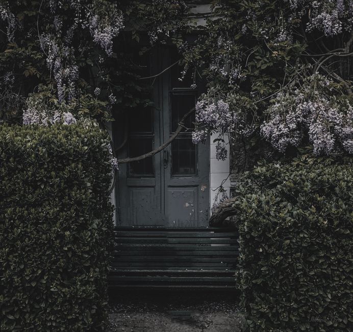 Mystical wooden door covered by climbing plants and flowers, creating an enchanted entrance.