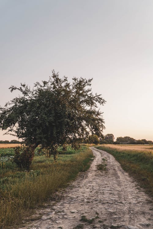 Kostenloses Stock Foto zu außerorts, feld, feldweg