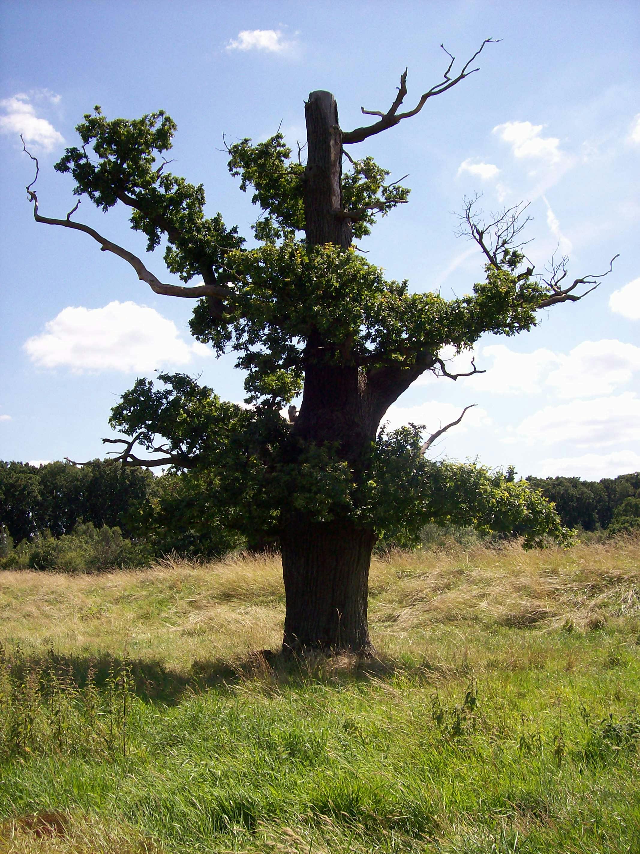 Free stock photo of oak, oak tree
