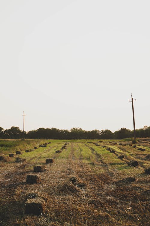 arazi, Çiftlik, çim saha içeren Ücretsiz stok fotoğraf