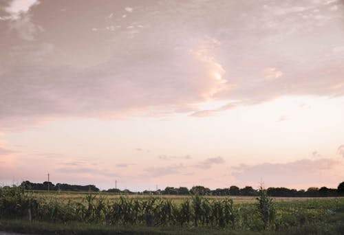 бесплатная Бесплатное стоковое фото с за городом, закат, зерновое поле Стоковое фото