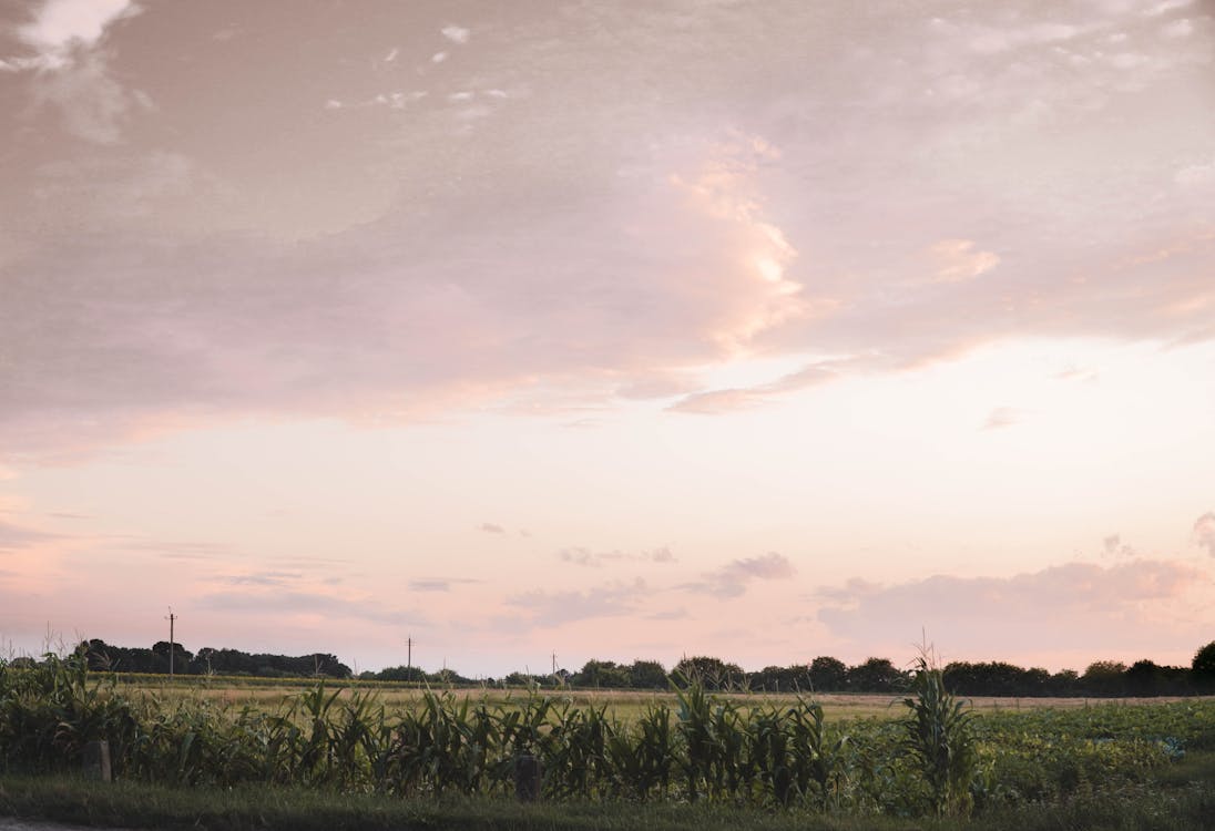 日落, 景觀, 玉米田 的 免费素材图片