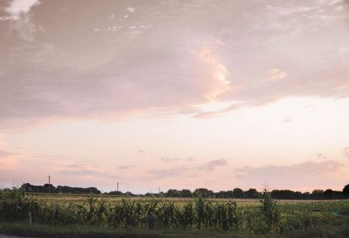Free Serene cornfield with lush crops under a pastel sunset sky, showcasing rural tranquility. Stock Photo
