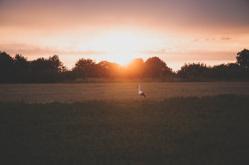 A White Stork on a Field of Grass During Sunset