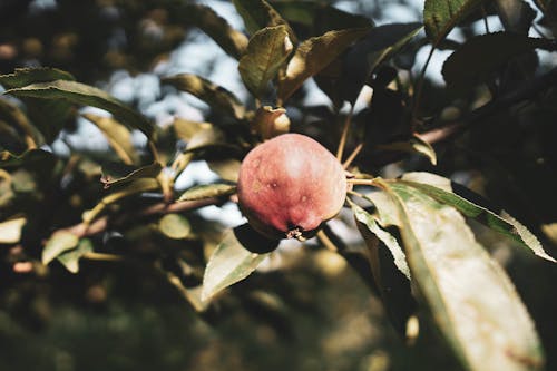 Kostenloses Stock Foto zu blätter, frucht, granatapfel