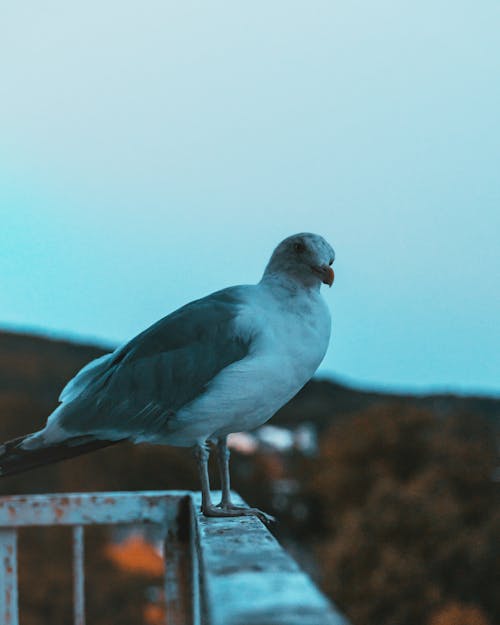 Seagull on Metal Railing