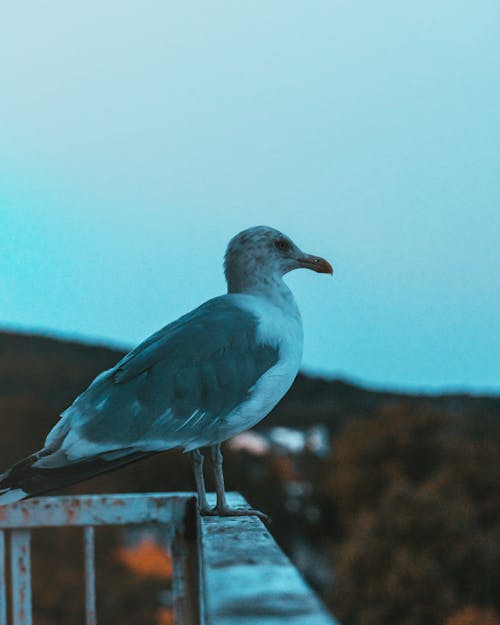 Free A Seagull Perched on a Metal Fence Stock Photo