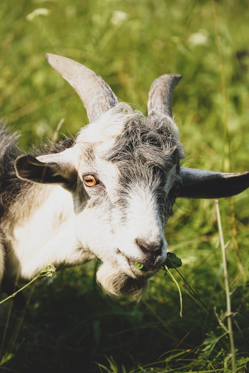 A Goat Eating Grass